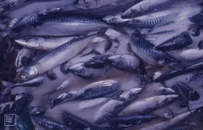 Indian Mackerel Fish