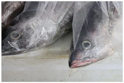 FROZEN YELLOW FIN TUNA ORGANIC QUALITY