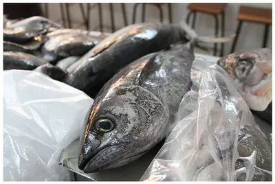 Indian Mackerel Available From Pakistan