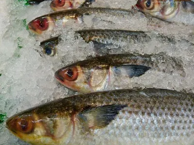 Fish