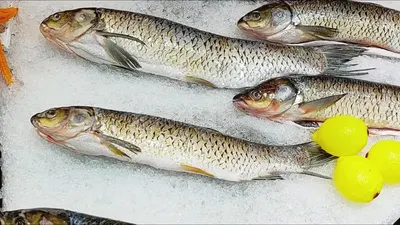 Fresh Trout Salmon Fish