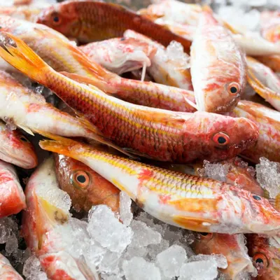 Sea food fish, shrimps