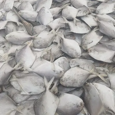 FROZEN SILVER POMFRET GOOD QUALITY