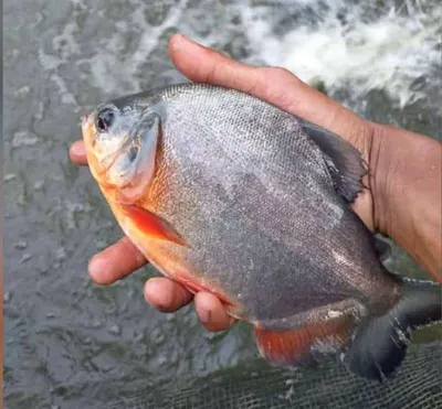 Frozen Black Pomfret