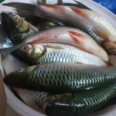 Topse Fish (Puntius Sarana)