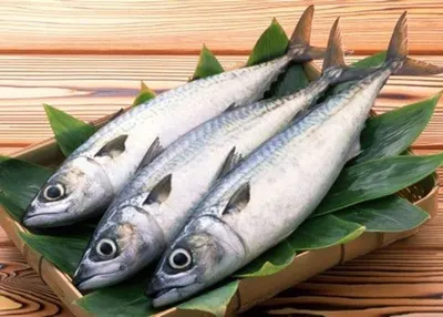 Indian Mackerel,Rastrelliger kanagurta by Silver Seafood