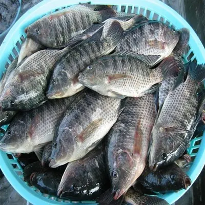 2up Frozen Rohu Fish ( Gutted)