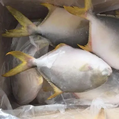 Yellowtail Vietnam