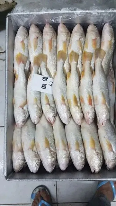 Frozen Ribbon / Hairtail fish from Pakistan