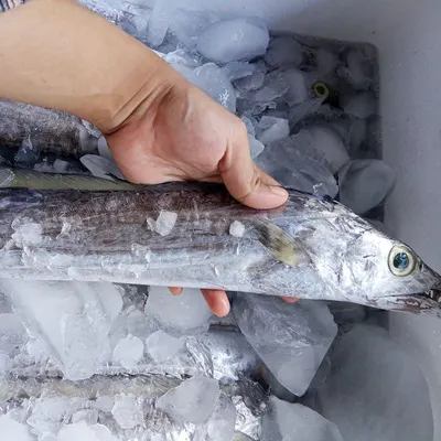 Frozen Golden Pomfret