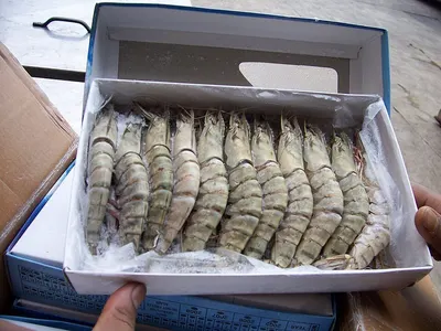 Papua New Guinea Blue Prawns by Rigo Fisheries Corporation Limited