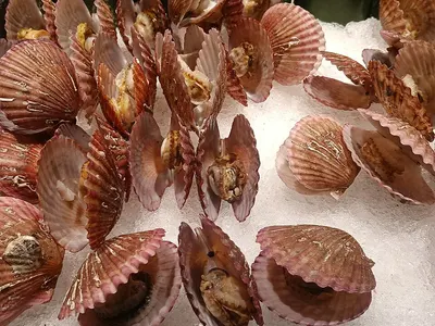 Sea Scallops