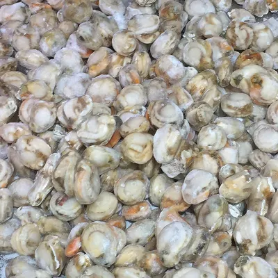 FROZEN ROZAR CLAM NATURE QUALITY