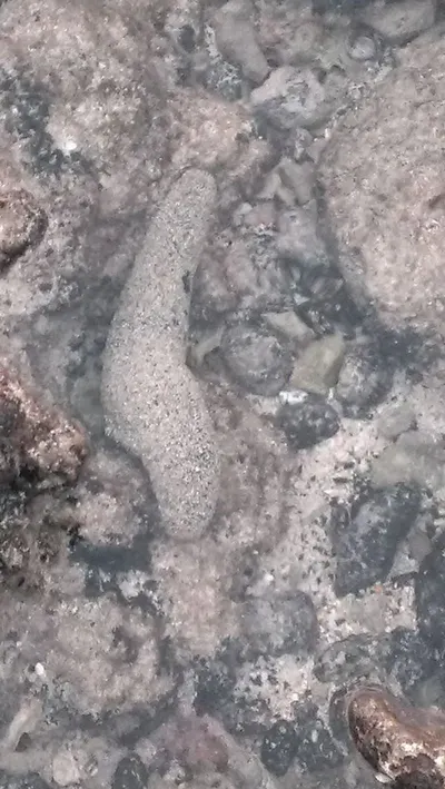 Dried sea cucumber