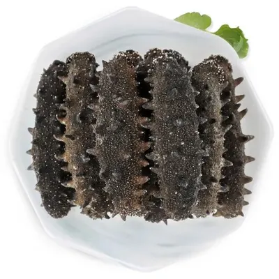 Sea Cucumber (Badionotus)