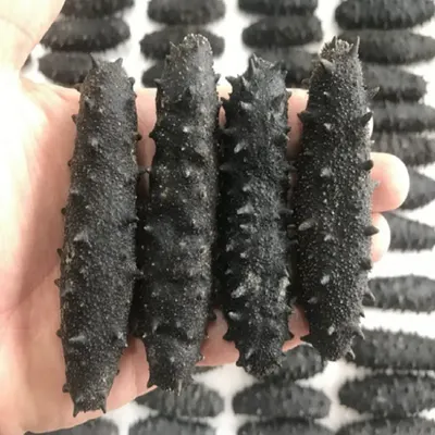 Sea Cucumber (Tubulosa And Poly)