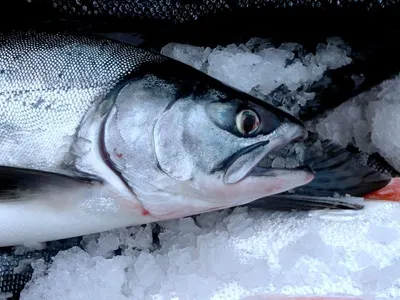 Chum Salmon