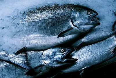 Fresh Frozen Seafood