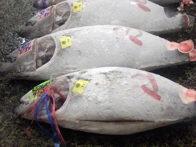 Frozen seafood