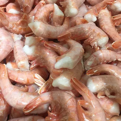 Shrimp