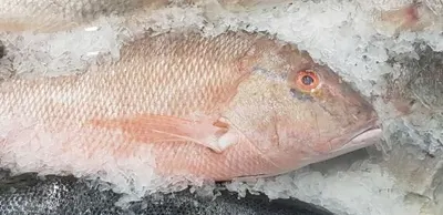 Red Tilapia by Supannee Trading Limited Partership