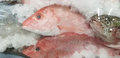 Snapper Fresh by Australian Seafood Traders