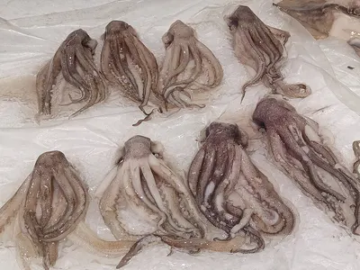 Wigs