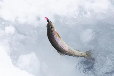 Rainbow Trout
