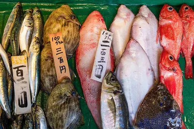 Merou Fish