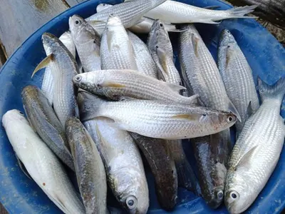GREY MULLET FISH by Seaworldeast Trading Company