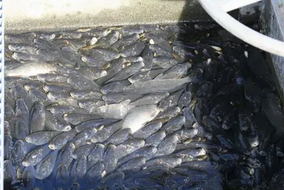 API 7-1 Fishing Releasing Circulating Overshot by Dongying Lake Petroleum Technology Co., Ltd