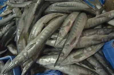 Frozen Sardine Fish Whole Round