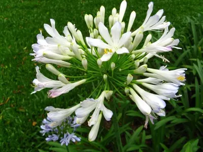 Tuberose