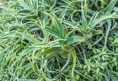 Aloe Vera Leafs