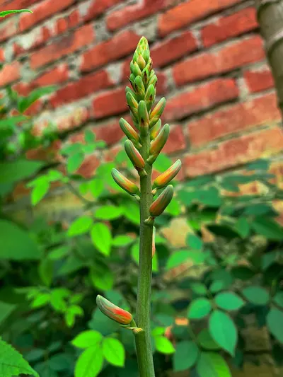 Aloevera Leaf