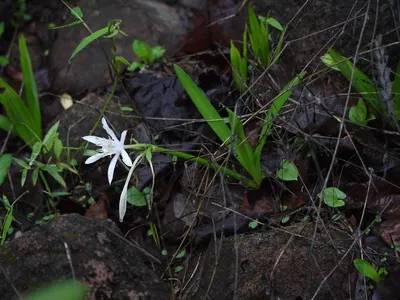 Echinodorus Uruguayensis Aquatic Plant
