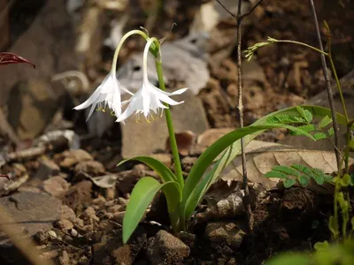 Very Rare Columbine Emerald