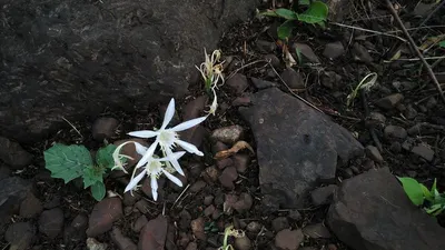 Alternanthera Rosaefolia Aquatic Plant