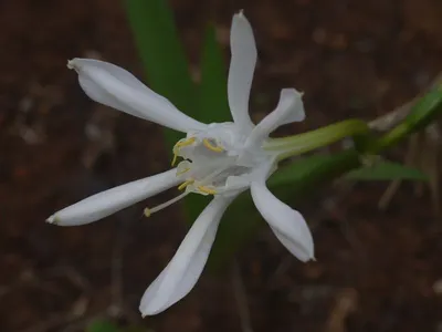 Vanilla Planifolia by Commonville Indonesia