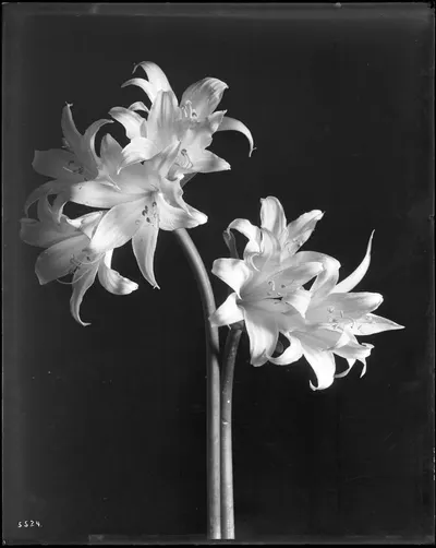 Gladiolus (Iridaceae) by Ss traders