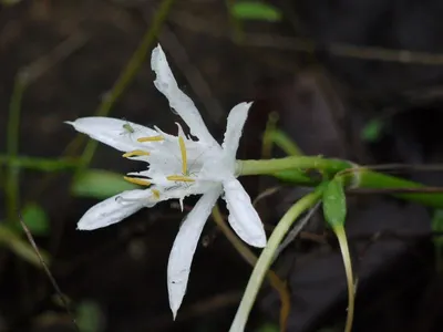 Epimedium P.E.