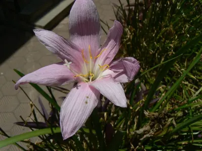 Lily