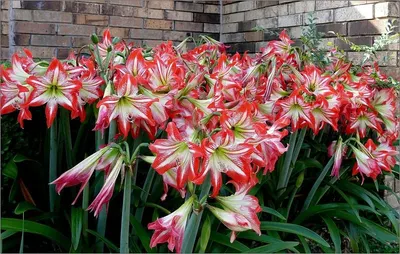 Oriental Lily (Liliums) by Ss traders