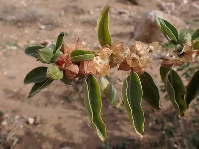 Kigelia Africana - Image 4