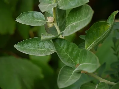 Eucheuma cotonii