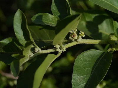 Myristica Fragrans