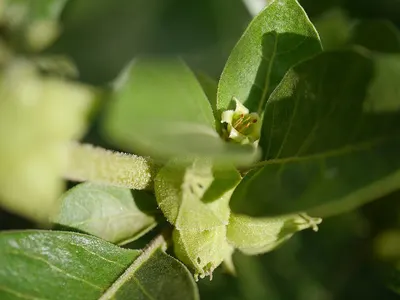 Organic Eucalyptus