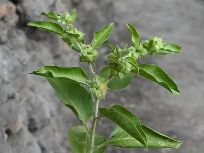 Tulsi Extract