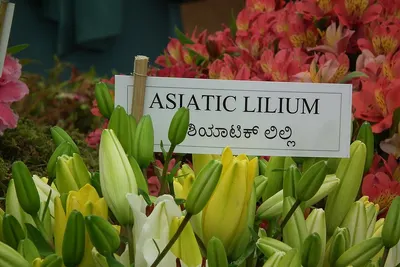 Asiatic Lily (Auratum) by Ss traders