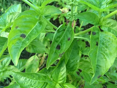 Pepper
